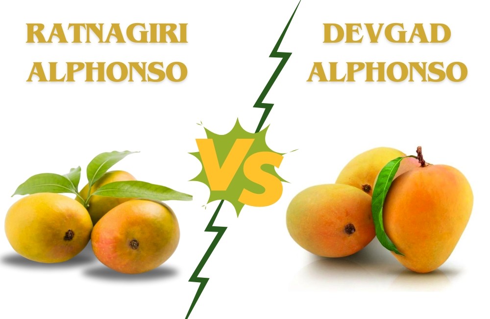 A Delectable Debate: Ratnagiri Alphonso Mango Vs. Devgad Alphonso Mango